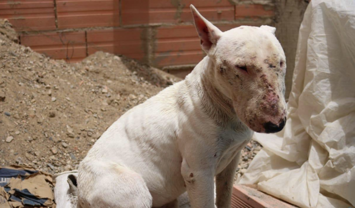 Bull Terrier