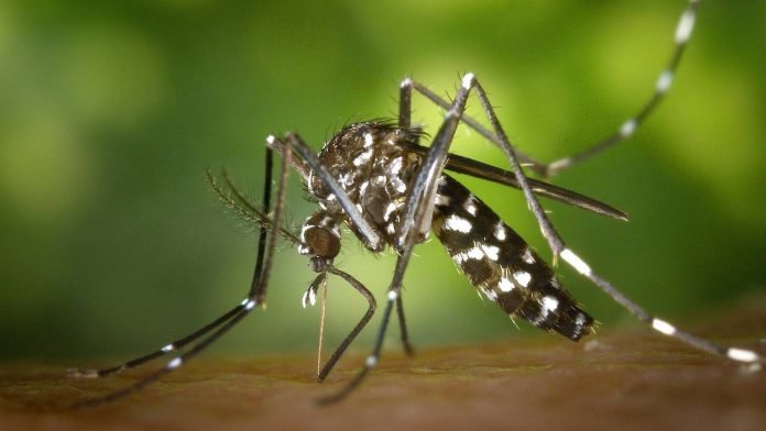 Mosquito Dengue