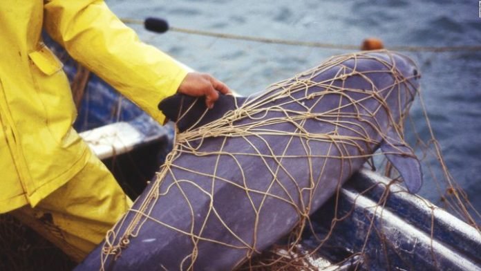 Pesca vaquita marina