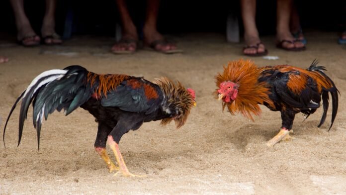 Pelea de gallos