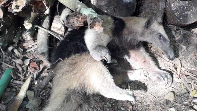 Rescatan a oso hormiguero herido, en Huejutla Hidalgo